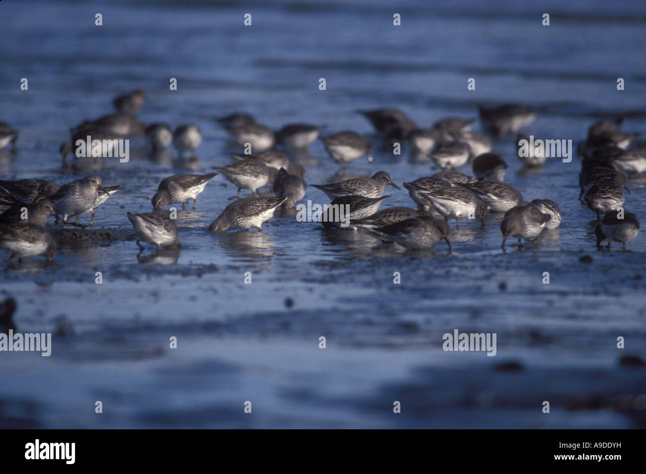 Surfbirds, western sandpiper materna en las llanuras intermareales de Kachemak Bay durante la migración de primavera , Península Kenai, Cook Inlet Alaska Foto de stock
