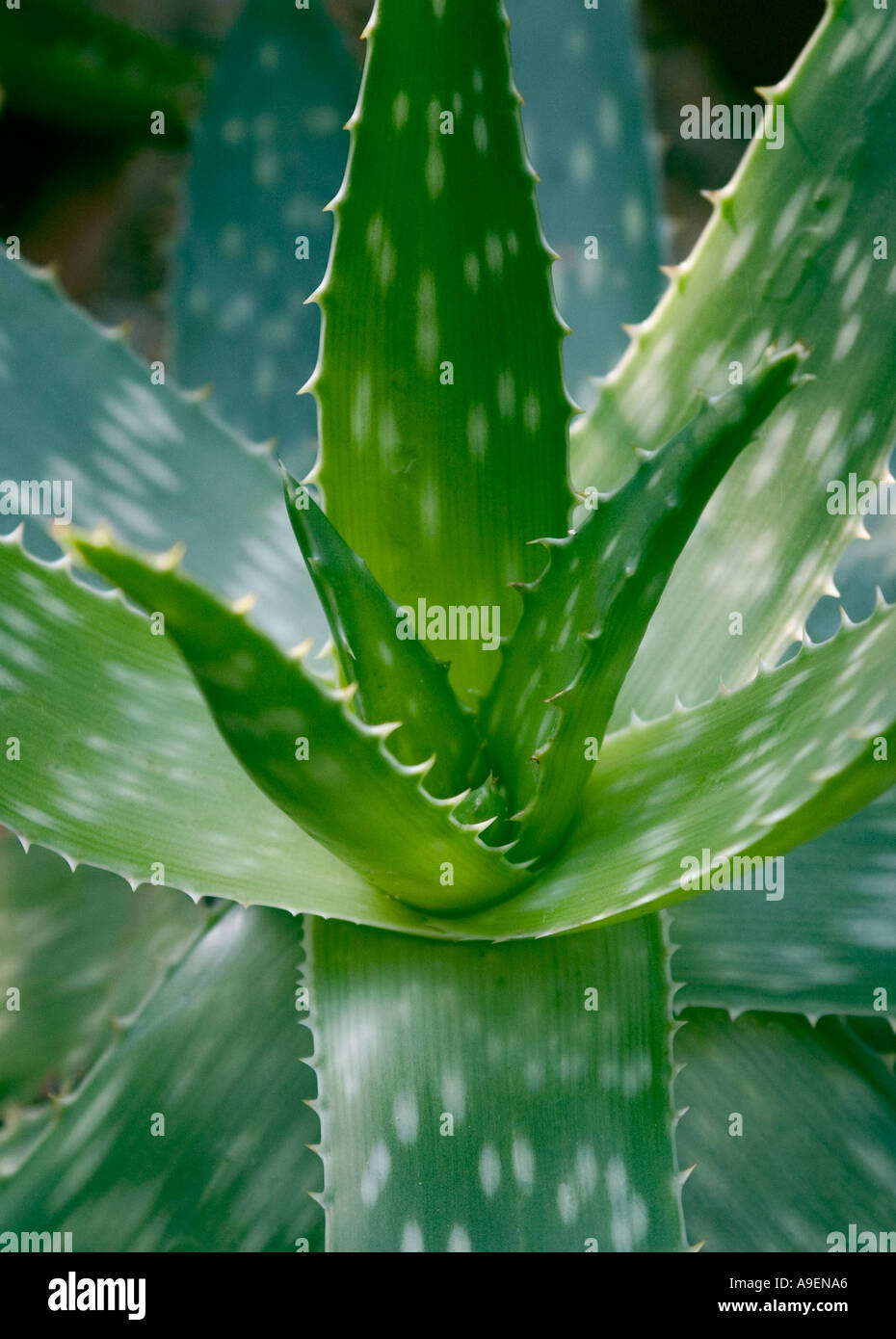 Nombre común nombre latín Aloe vera Aloe barbadensis Fotografía de stock -  Alamy