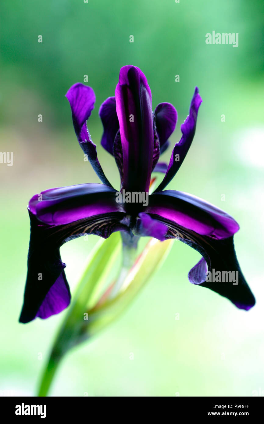 La reina de la noche. Flor de Iris negro con tonos de deep purple y marcas  de rayas de tigre Fotografía de stock - Alamy