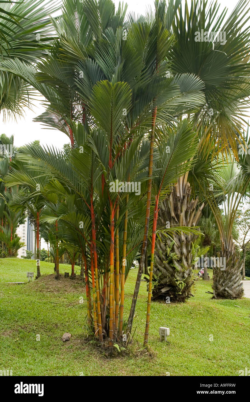 Lacre rojo palm palm cyrtostachys renda Foto de stock