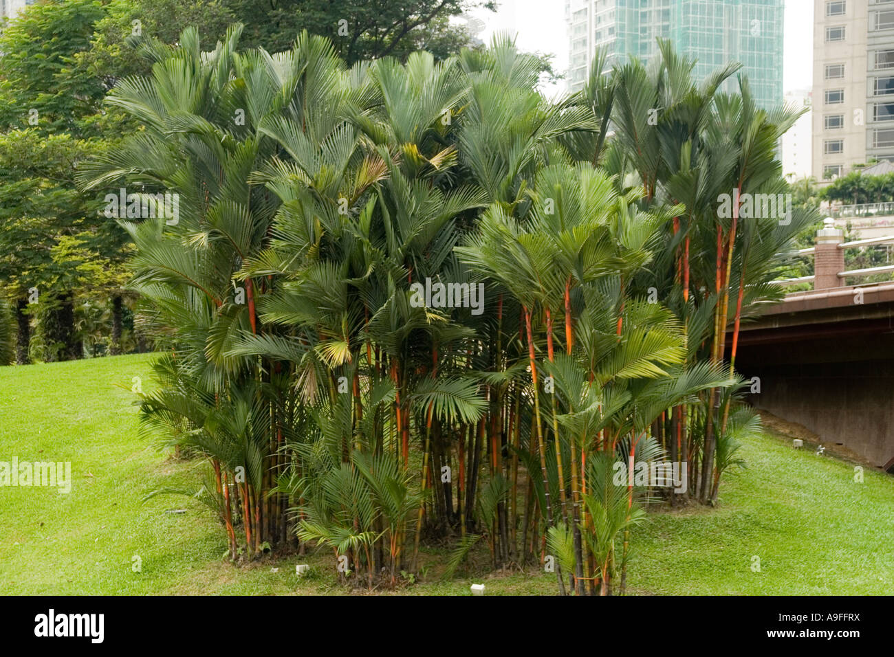 Lacre rojo palm palm cyrtostachys renda Foto de stock