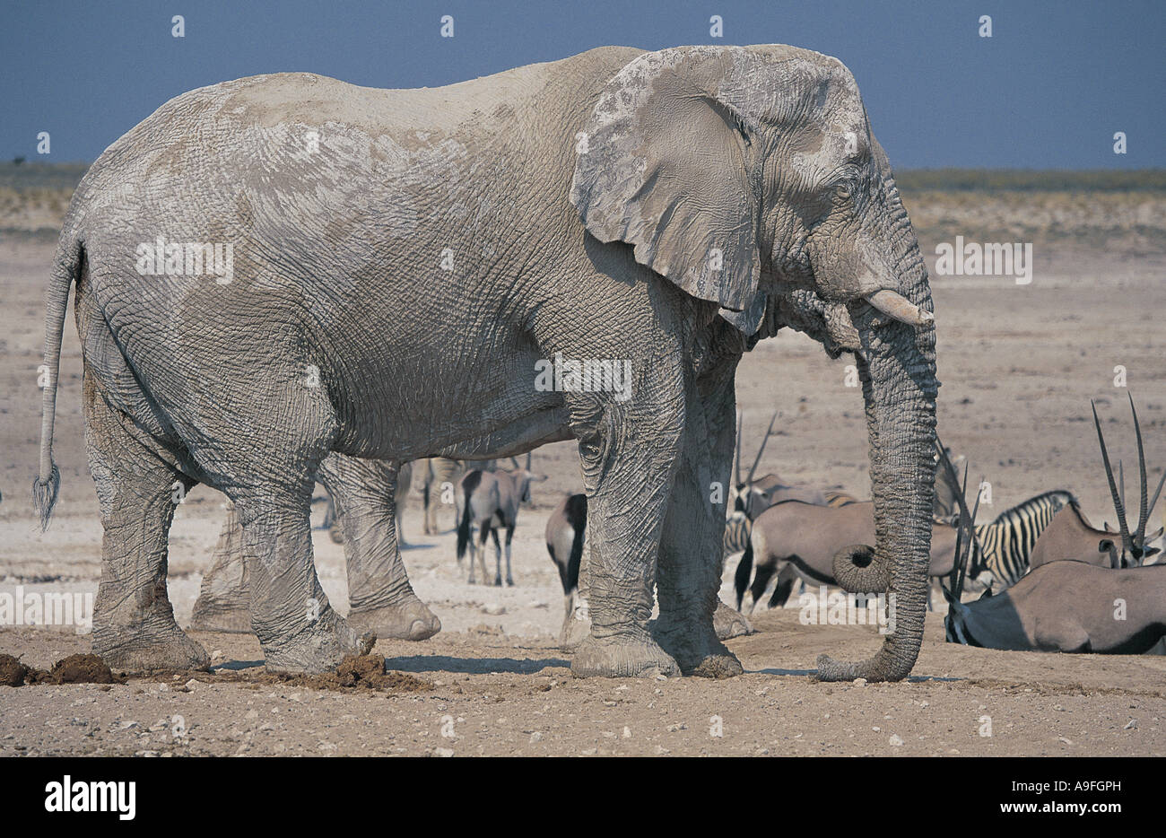 Viejas maduras enorme toro elefantes en el Parque Nacional de Etosha Namibia abrevadero Foto de stock