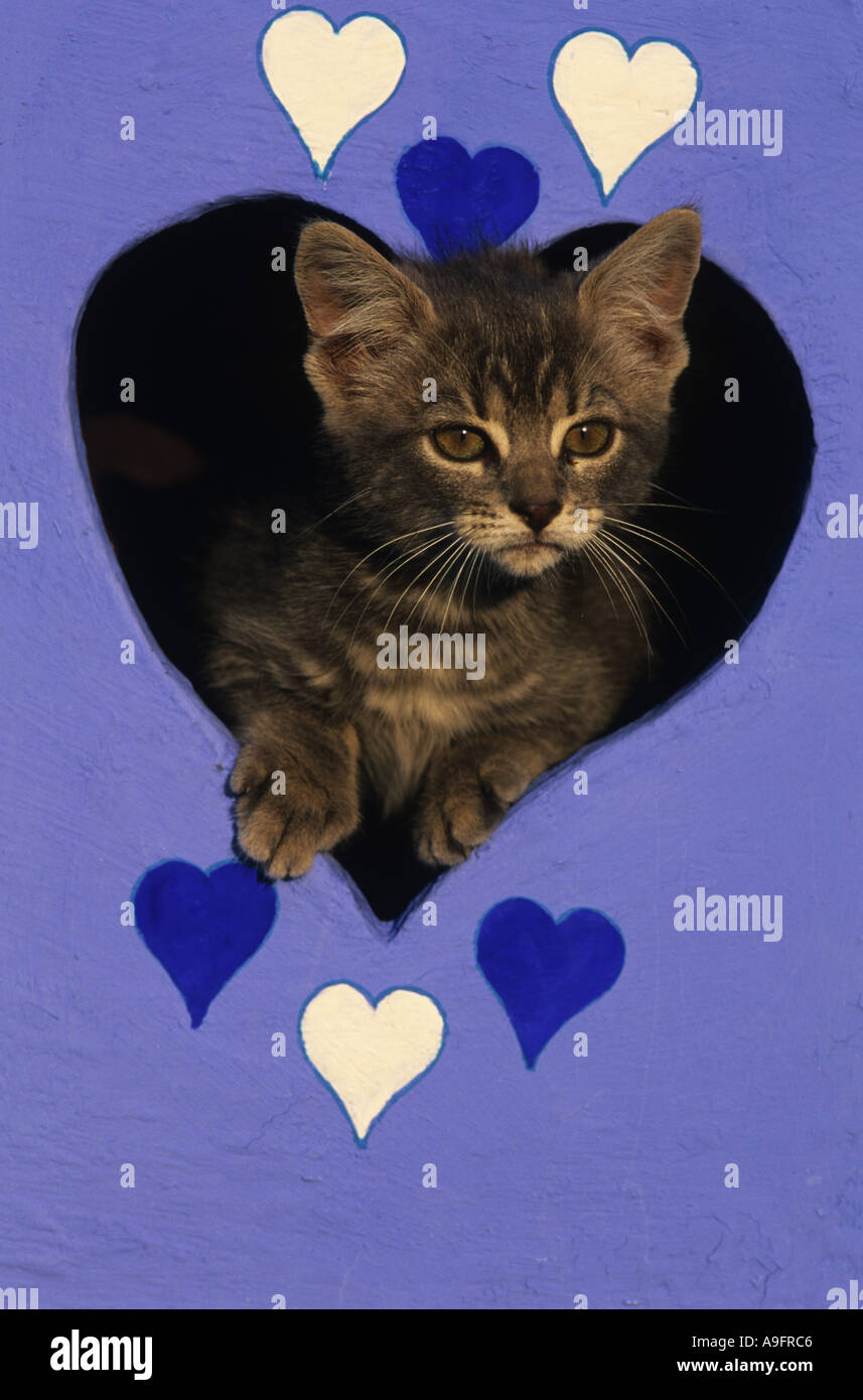 Gato doméstico (Felis silvestris catus) f., gatito mirando a través del corazón. Foto de stock