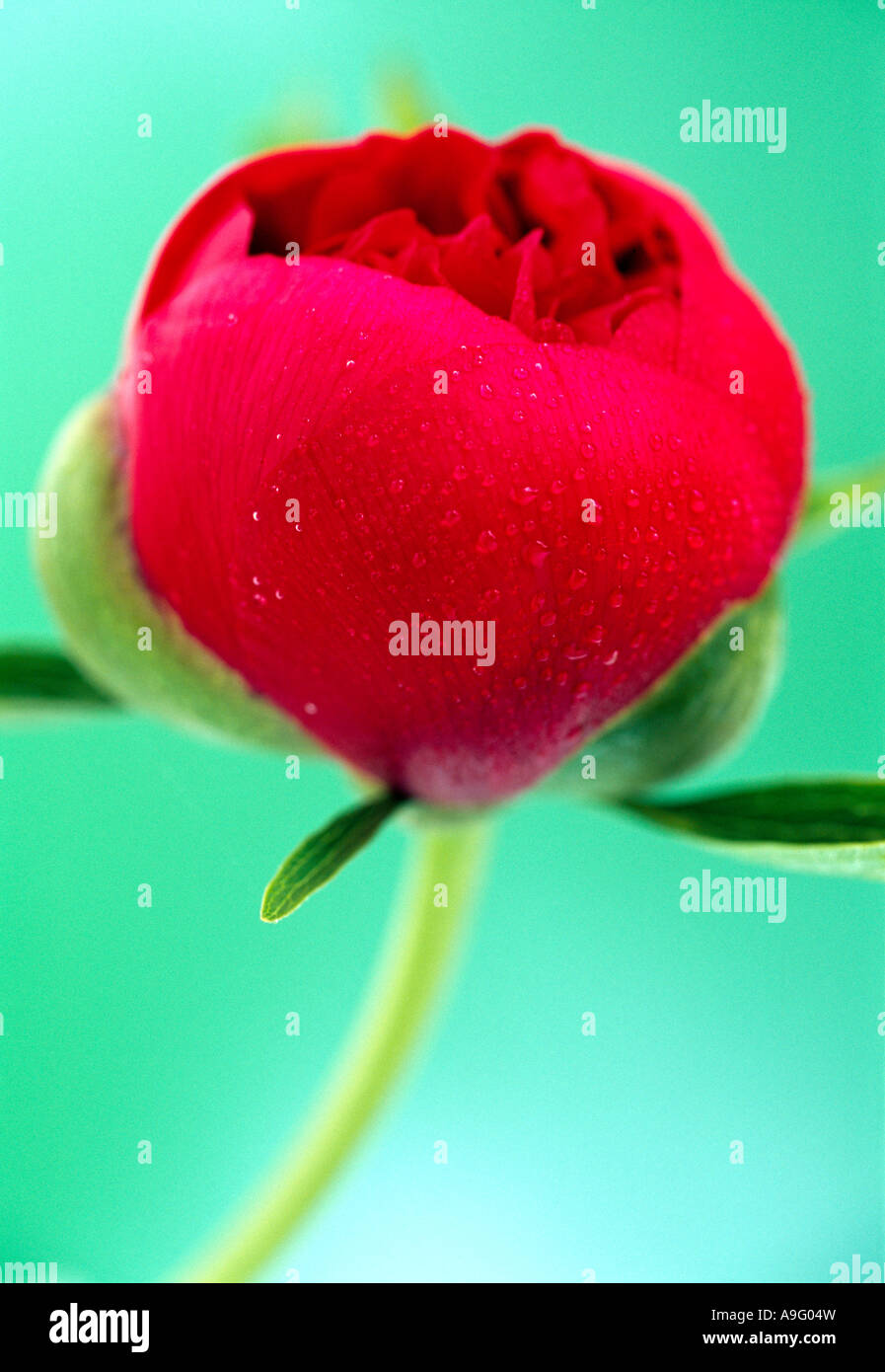 Cierre de un rojo, Paeonia Peony, con gotas de agua. Foto de stock