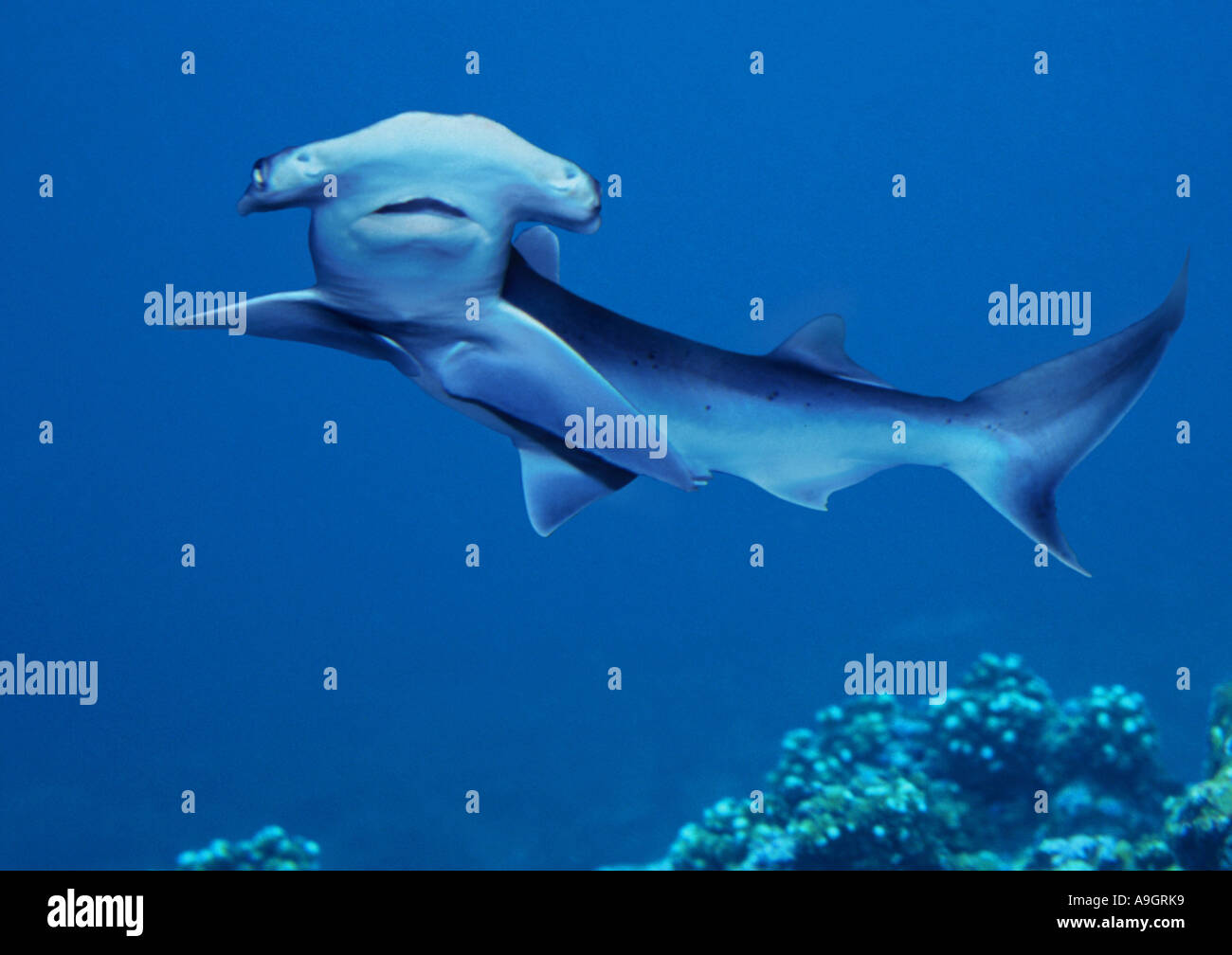 Tiburón martillo común, tiburón martillo liso (Sphyrna zygaena Zygaena,  martillo Fotografía de stock - Alamy