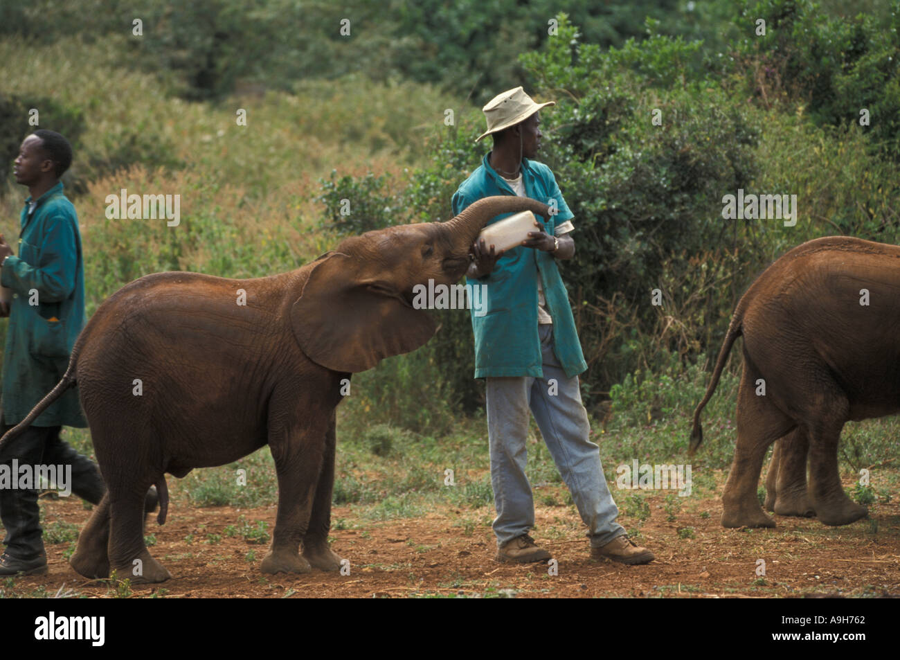 Conservación de mamíferos biberón joven huérfano en el Orfanato de Elefantes Sheldrake Kenya Foto de stock