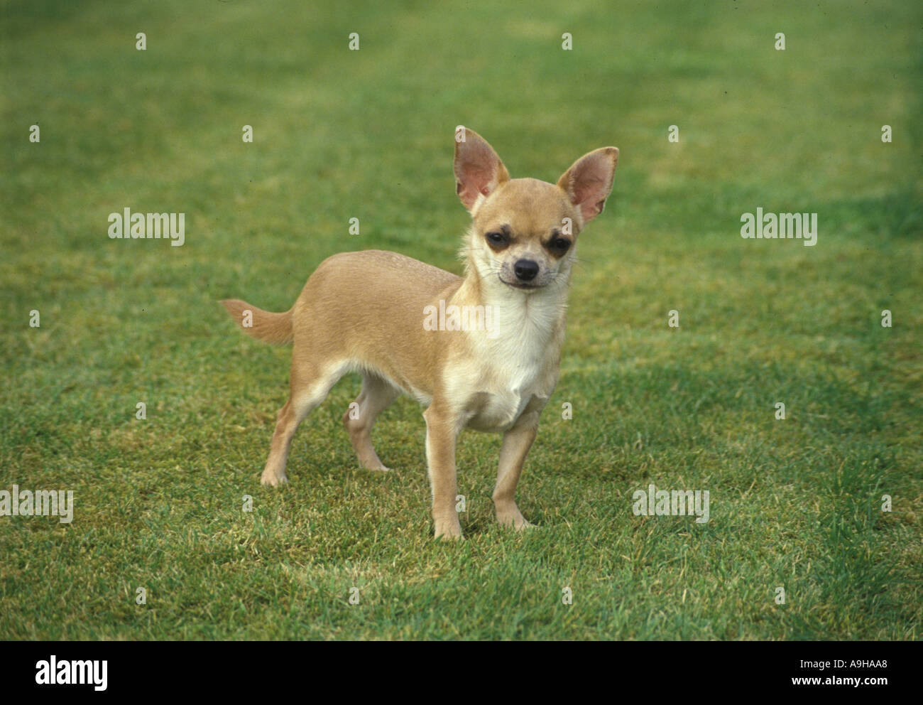 Perro doméstico Chihuahua suave calentamiento corporal de pie sobre el césped Foto de stock