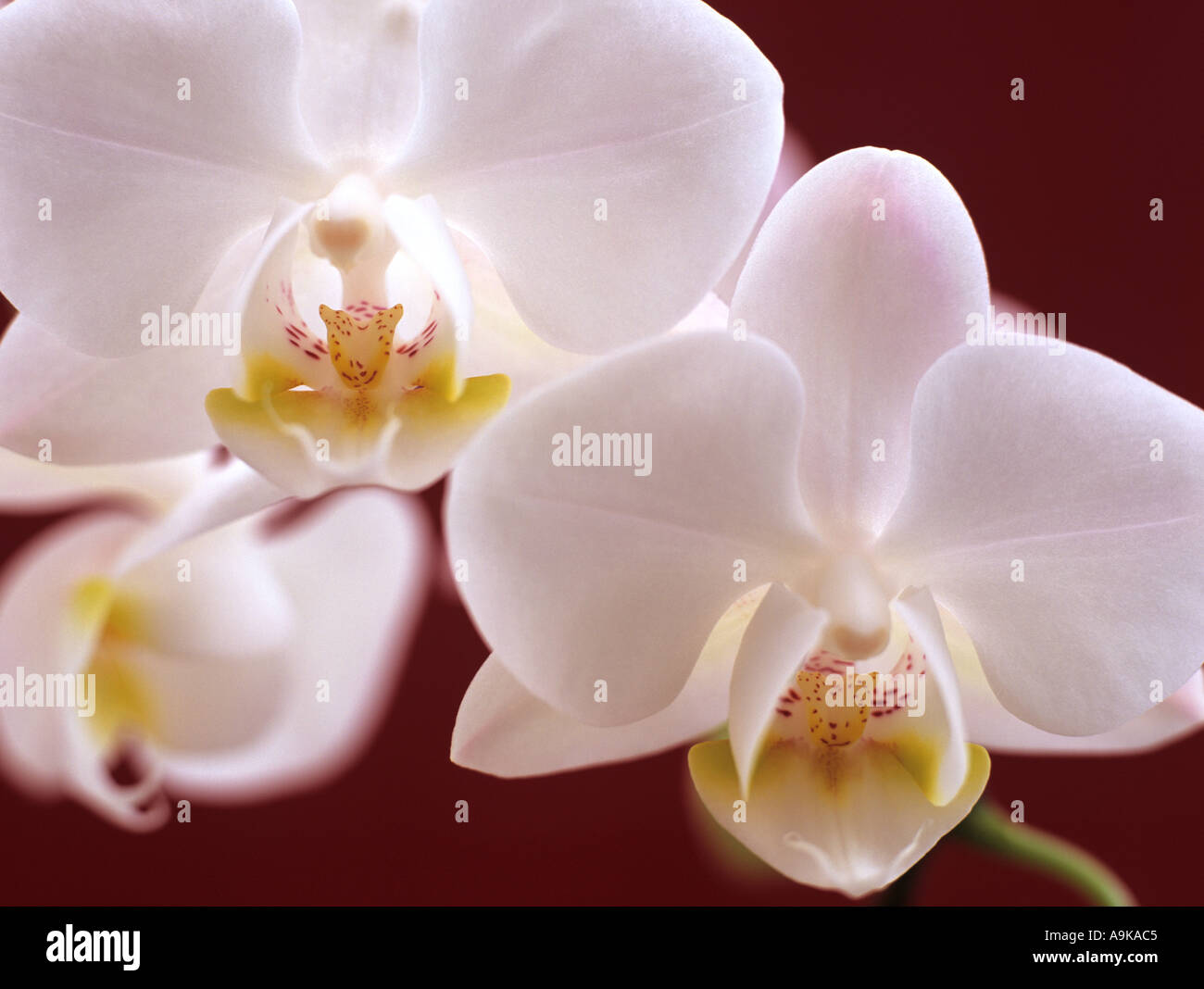 White Butterfly Orquídea Phalaenopsis en cerrar selectivamente se centró en  labio amarillo pétalo de dos flores retroiluminado en rojo Fotografía de  stock - Alamy