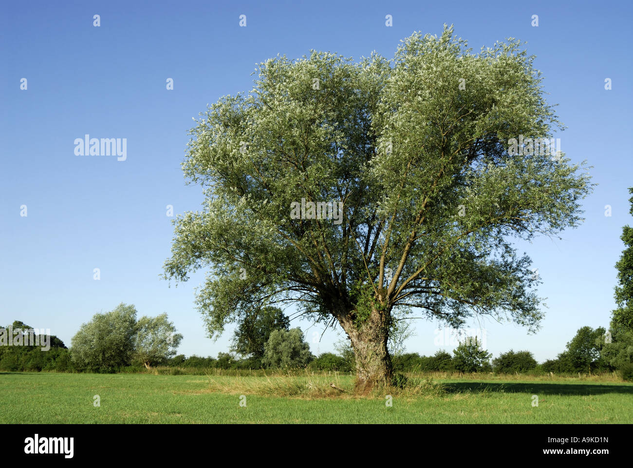 Comunes de mimbre (Salix viminalis), talados, sauce viejo árbol