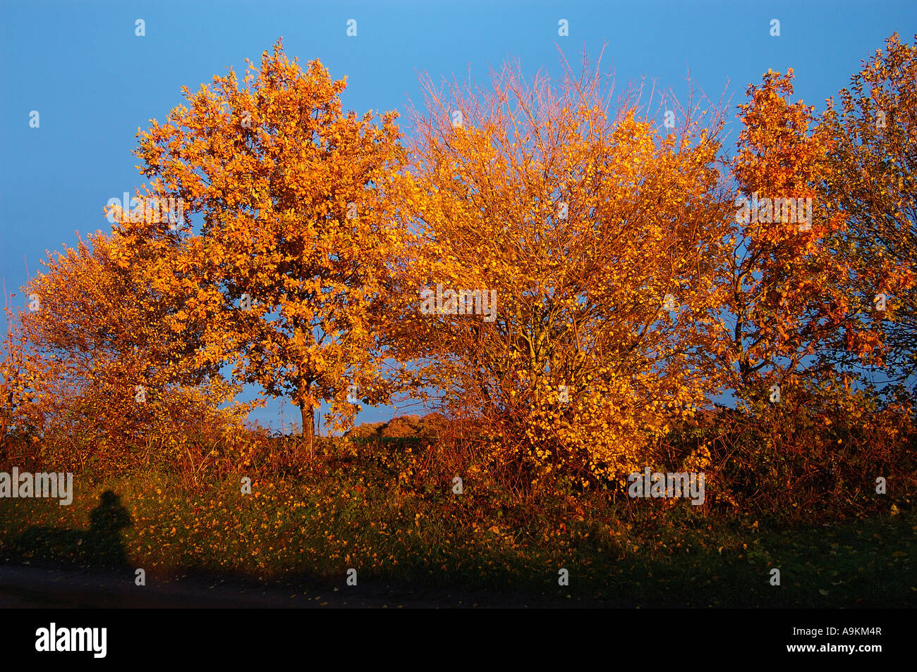 Árboles de otoño en la tarde el sol Foto de stock
