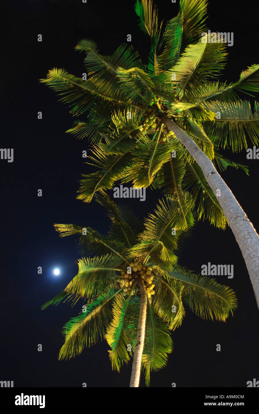 Enciende un cocotero en tierra festivel temble kerala Foto de stock