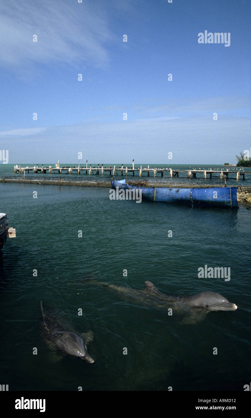 Santuario de delfines, los Cayos de Florida, EE.UU. Foto de stock