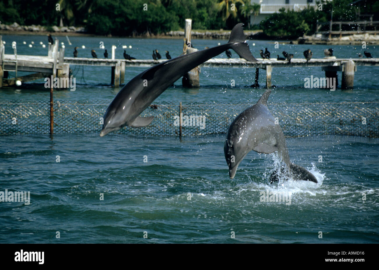 Santuario de delfines, los Cayos de Florida, EE.UU. Foto de stock