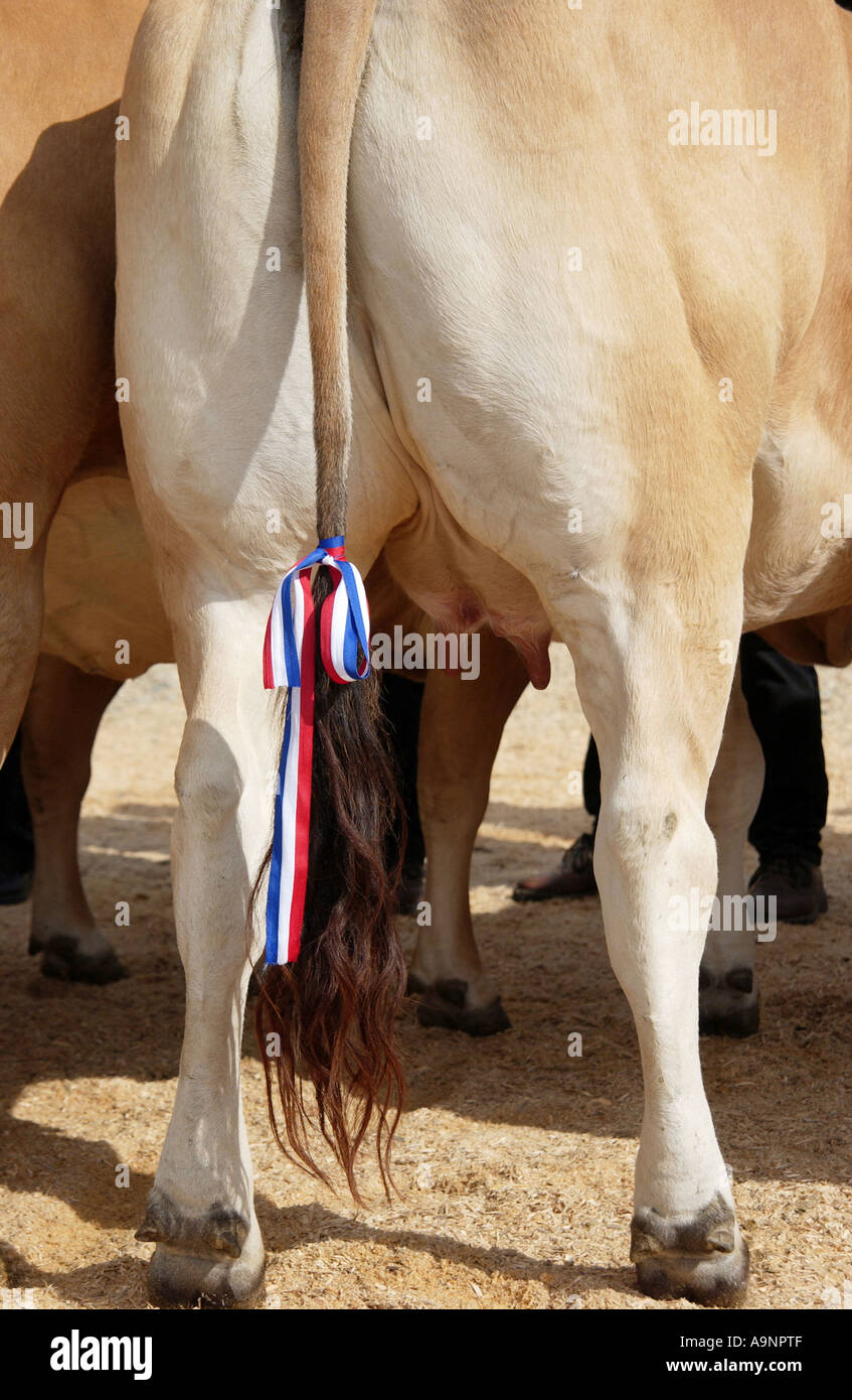 Fayre ganado en Parthenay, Francia Foto de stock