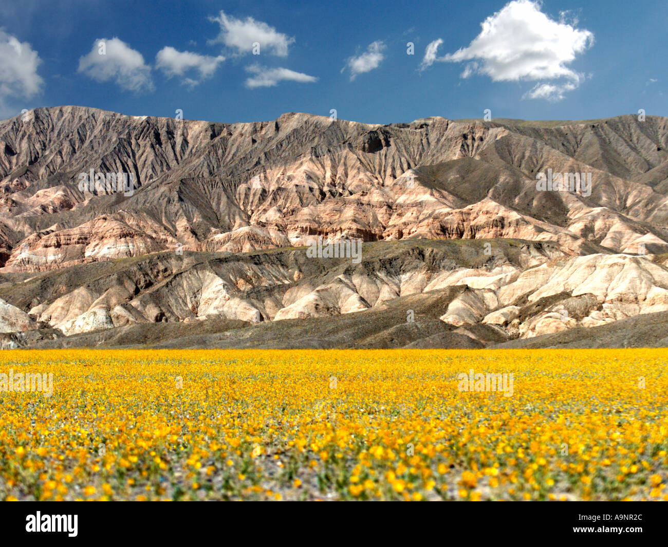 Valle de la muerte paisaje con flores amarillas en primer plano y con montañas al fondo Foto de stock