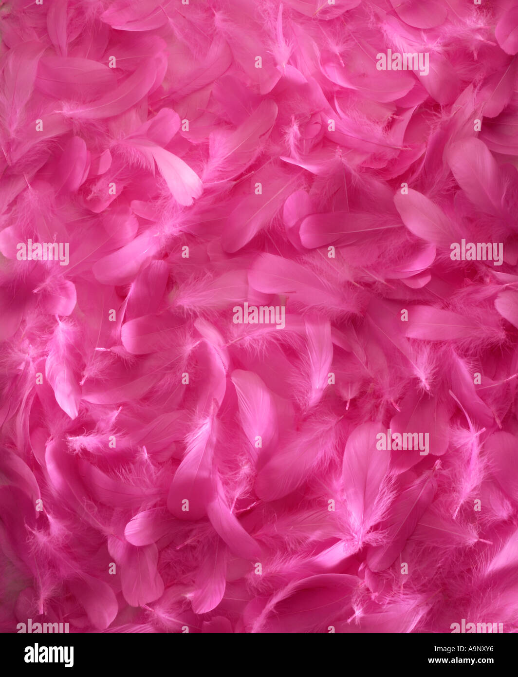 Una cama de plumas rosas Fotografía de stock - Alamy