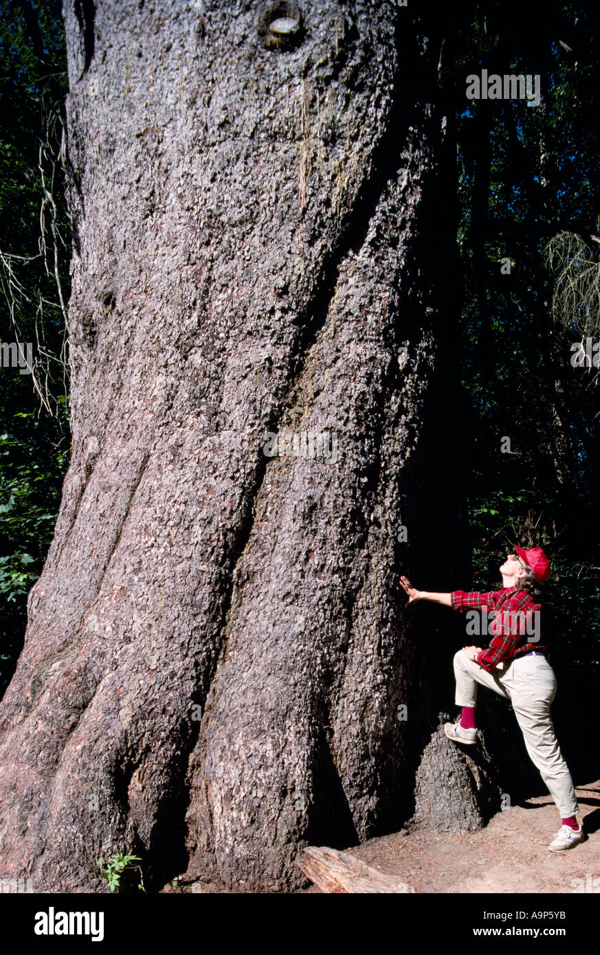 Los mayores viven la picea de Sitka en British Columbia en Kitimat Northern British Columbia Canadá Foto de stock