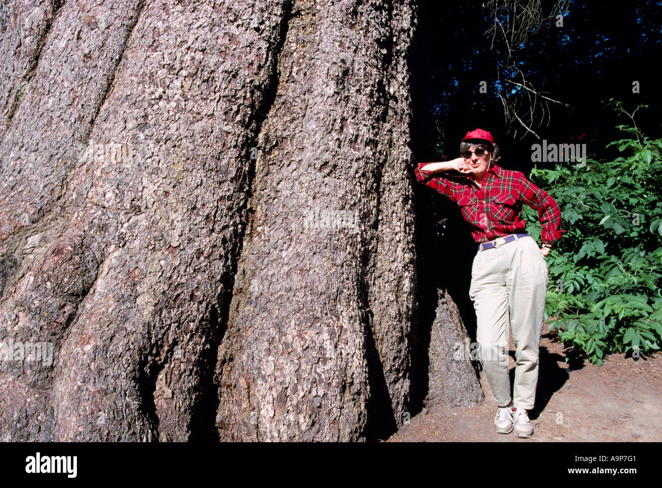 Los mayores viven la picea de Sitka en British Columbia en Kitimat Northern British Columbia Canadá Foto de stock