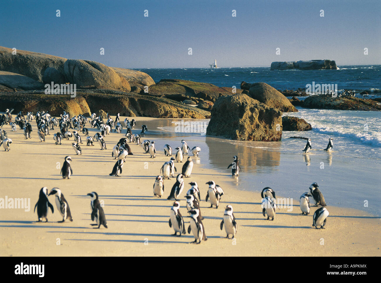 Pingüinos Jackass en los cantos rodados un santuario de aves cerca de Simonstown Western Cape Sudáfrica Foto de stock