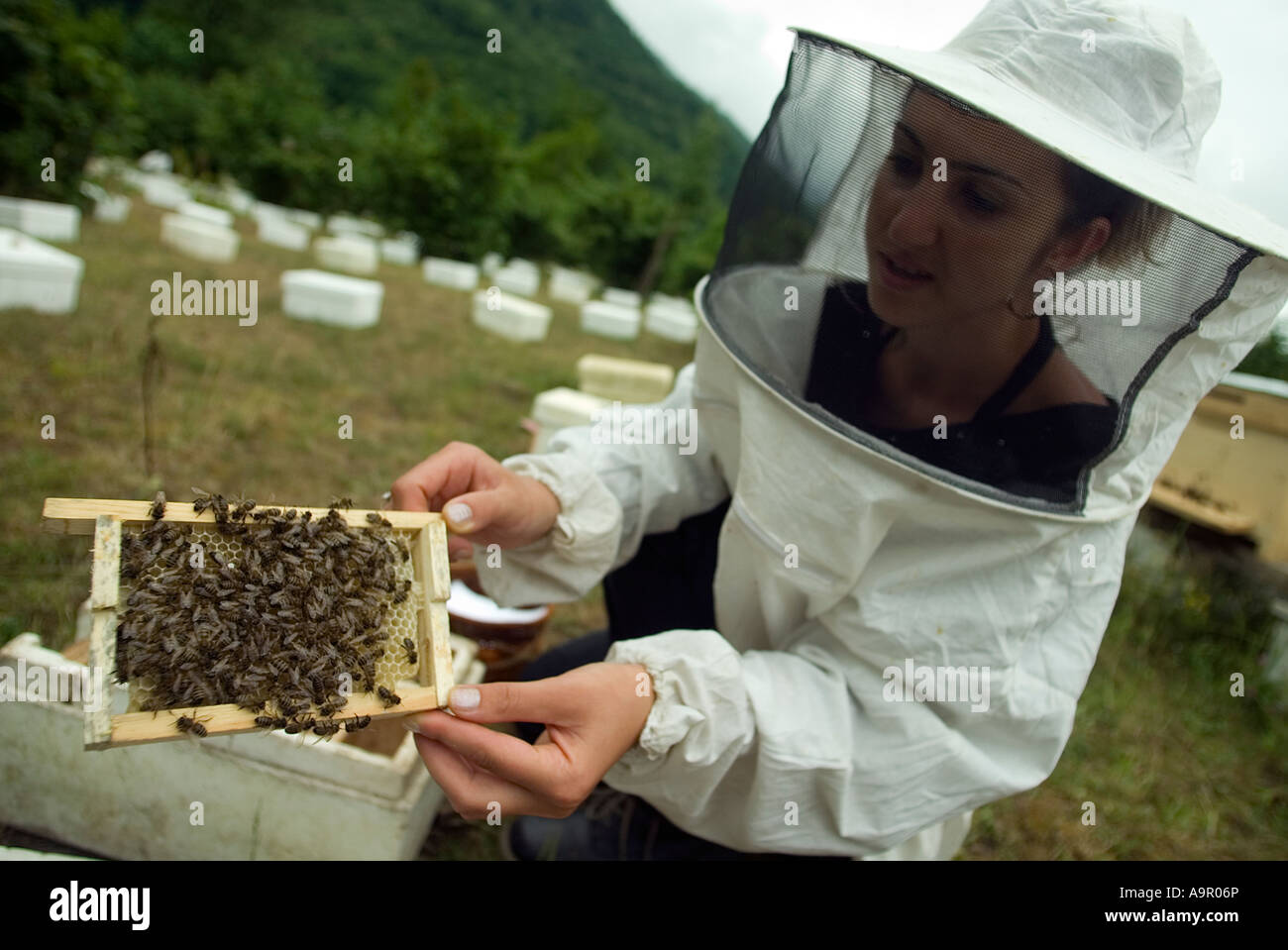 Las abejas de miel, Apis mellifera, en celdas de cría de una colmena, Artvin Turquía. Foto de stock