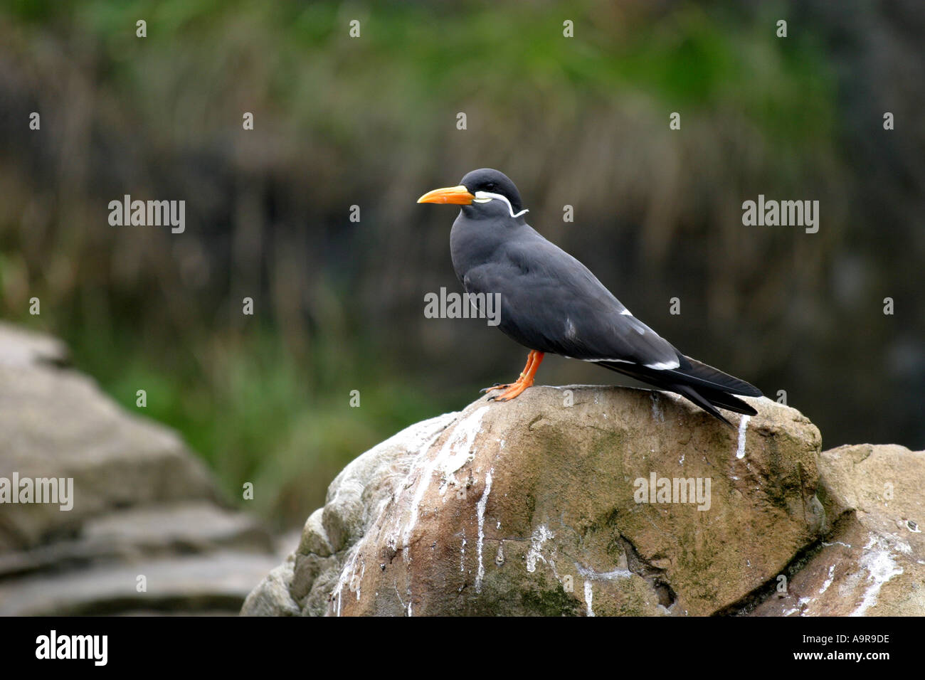 Un atractivo de aves con pico de color naranja brillante plumaje oscuro y  bigote blanco plumas decorativas Fotografía de stock - Alamy