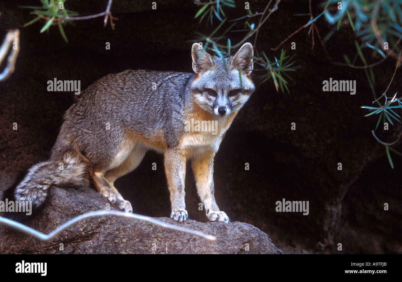 Retrato de un zorro gris. Foto de stock