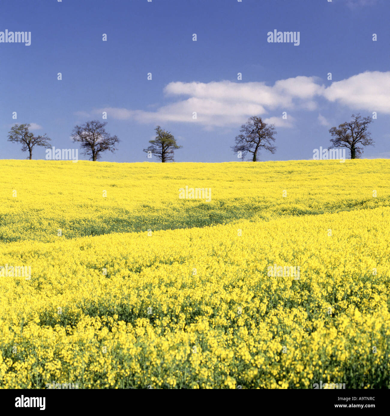 My Image 10
