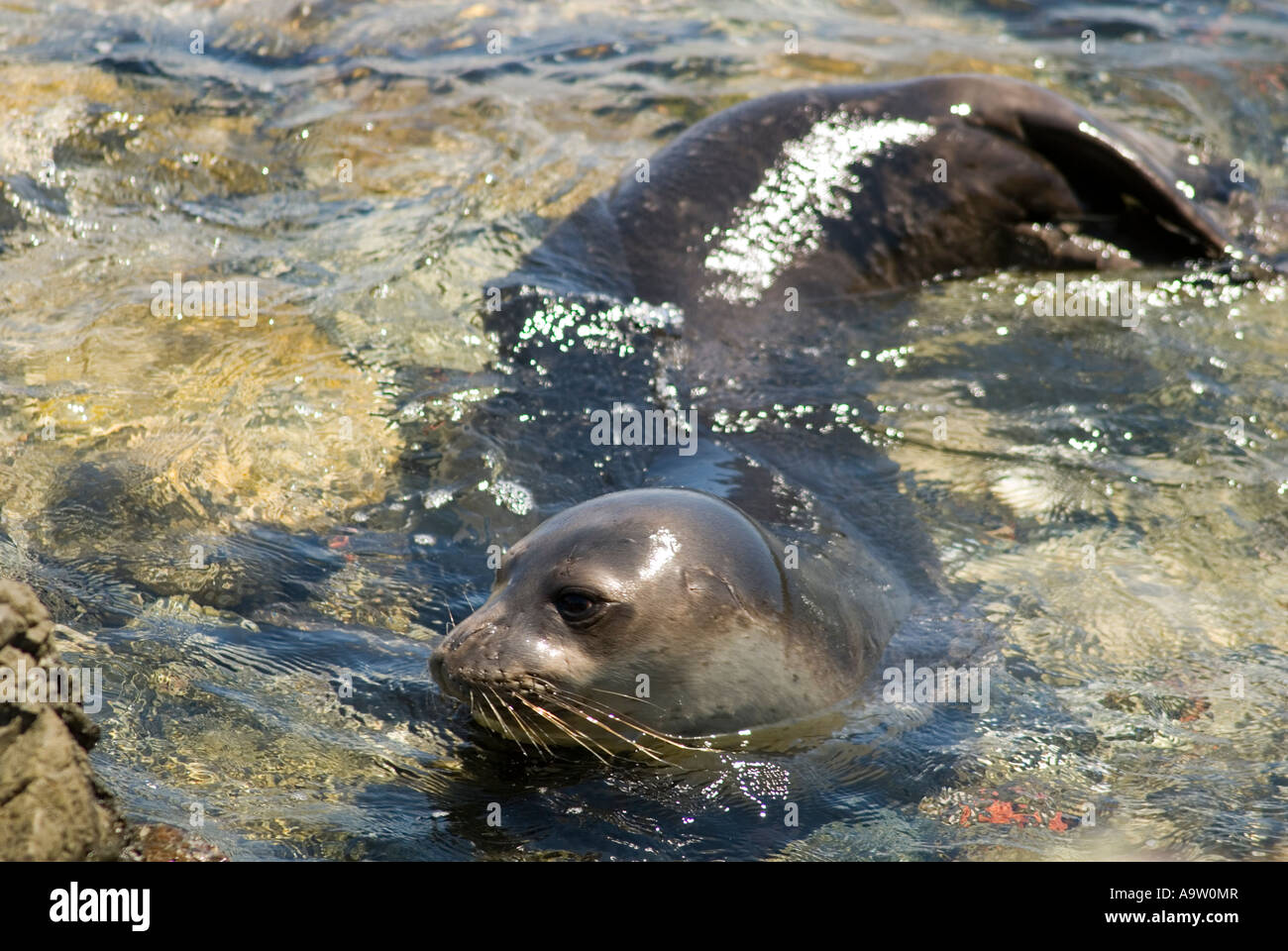 Especies en peligro de extinción, foca monje del Mediterráneo Monachus monachus, nadar a lo largo de la península de Datca, Turquía. Foto de stock