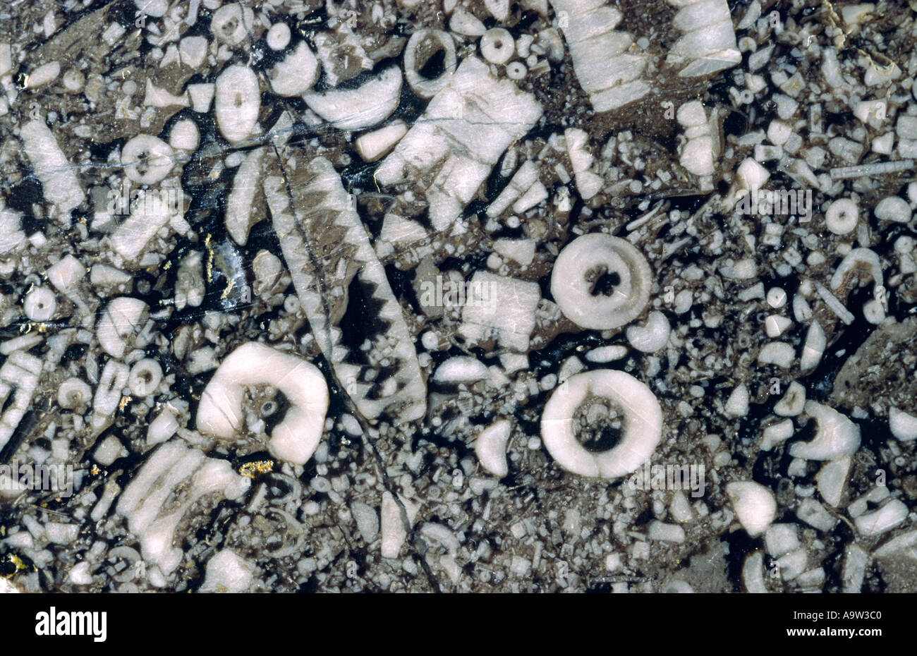 Sección transversal de roca caliza. Excelente ejemplo de crinoid mar lily fósiles de caverna Treakcliff, Castleton, Derbyshire, Reino Unido Foto de stock