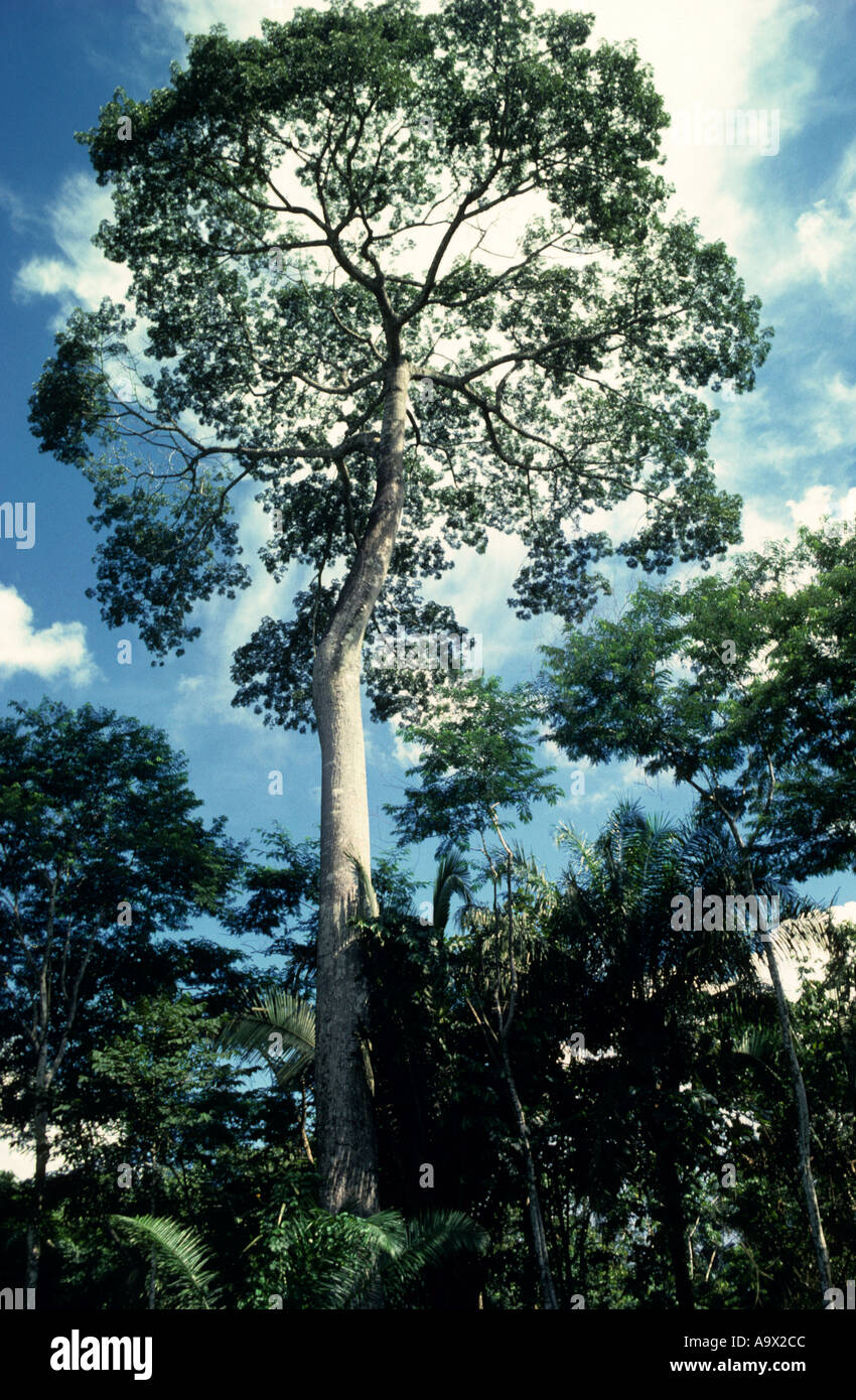 árbol de nuez de brasil fotografías e imágenes de alta resolución - Alamy