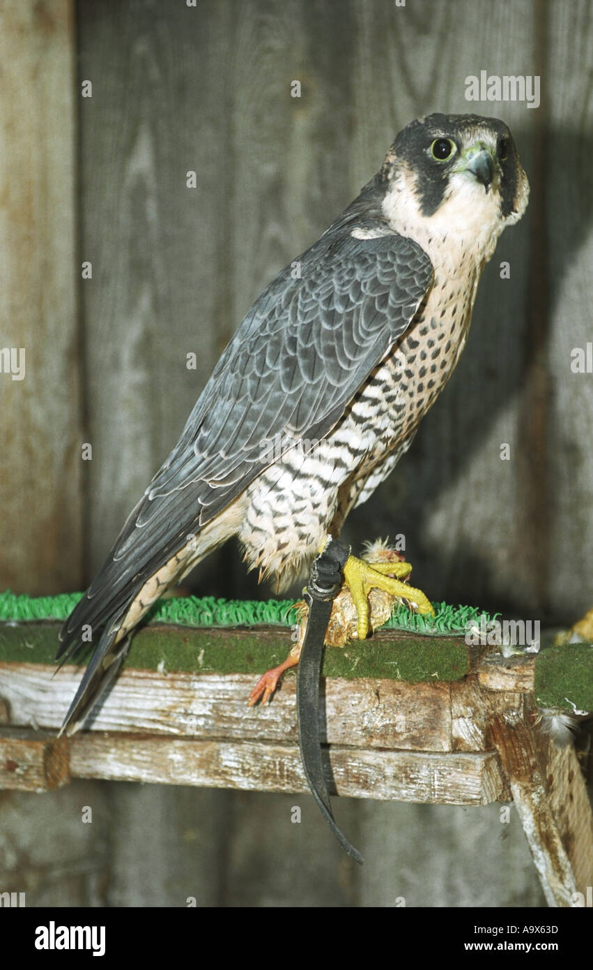 Halcón peregrino Falco peregrinus Altai en Rusia Foto de stock