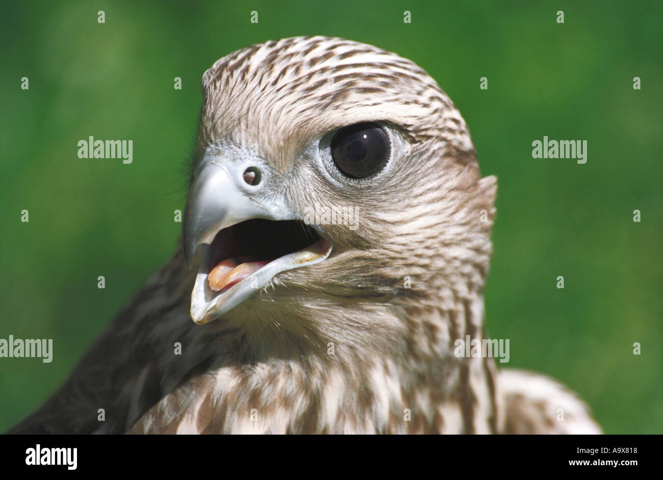 Halcón Sacre Falco cherrug Altai en Rusia Foto de stock