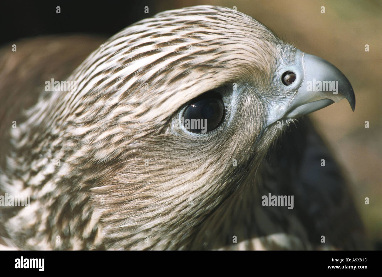 Halcón Sacre Falco cherrug Altai en Rusia Foto de stock