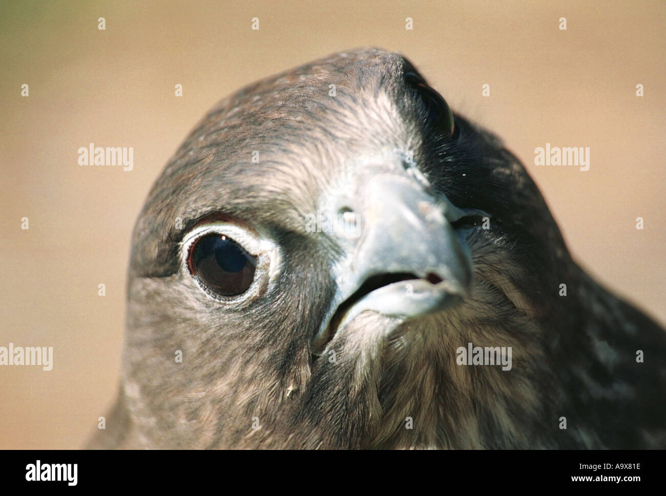 Halcón Sacre Falco cherrug Altai en Rusia Foto de stock