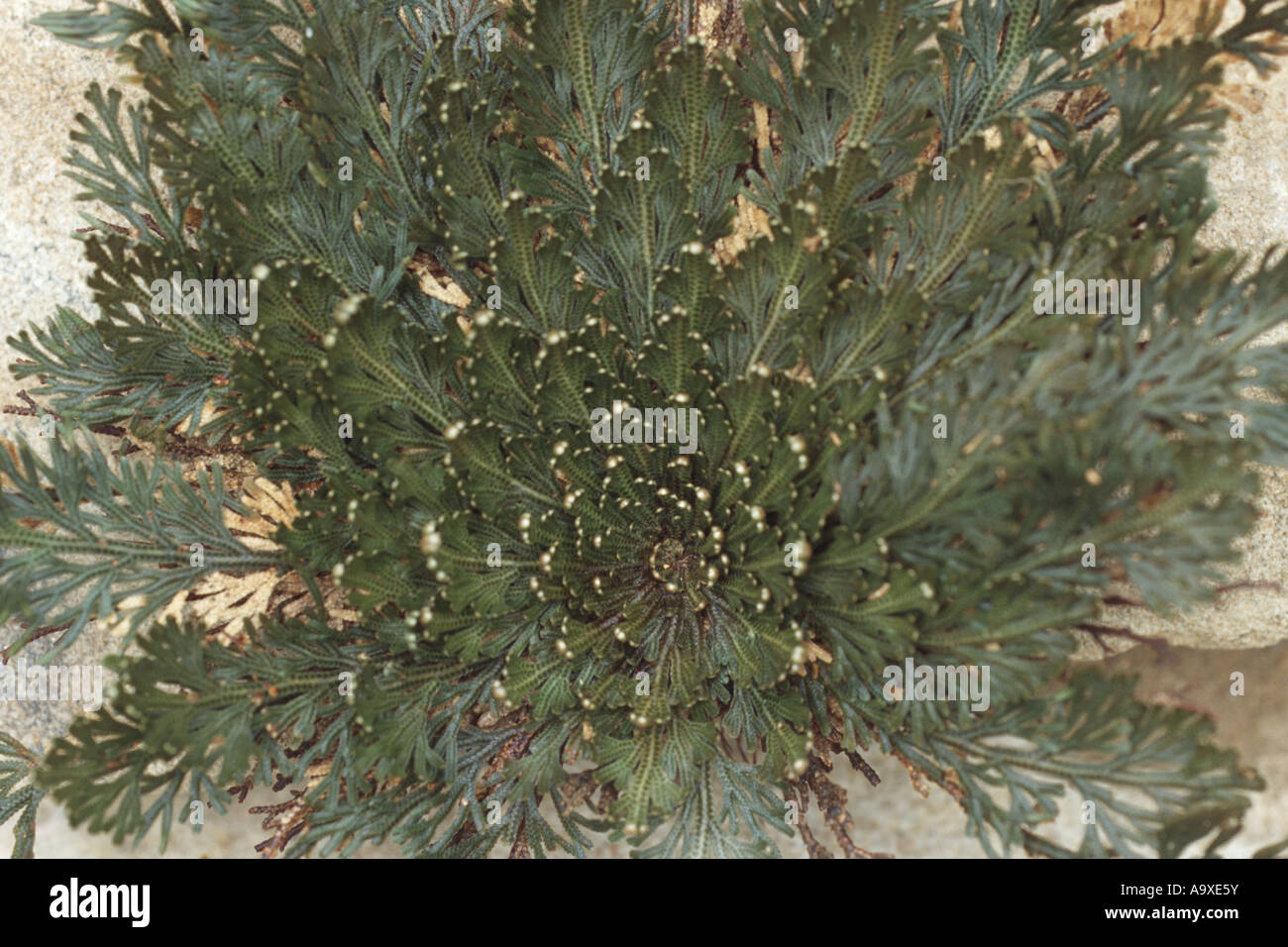 Planta de resurrección, Rosa de Jericó (Selaginella lepidophylla Farnmoss  Perú), planta en estado húmedo Fotografía de stock - Alamy