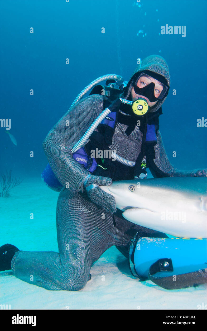 Revestido de Chain Mail Scuba Diver con arrecife caribeño Carcharhinus perezi en su regazo, Grand Bahama Island UNEXSO Foto de stock