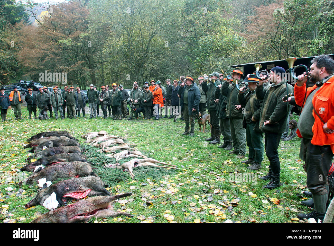 Hunter soplando el cuerno de caza en frente del disparo de venados y jabalíes. Niederfell, Renania-Palatinado, Alemania Foto de stock