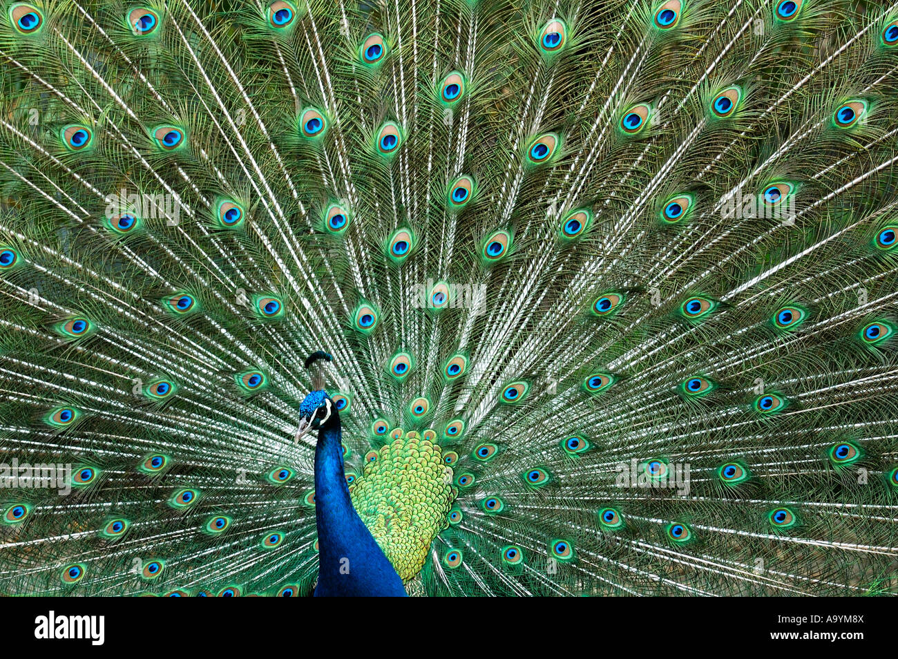 Peacock, Macho Indian Peafowl, Blue Peafowl, Pavo cristatus Foto de stock