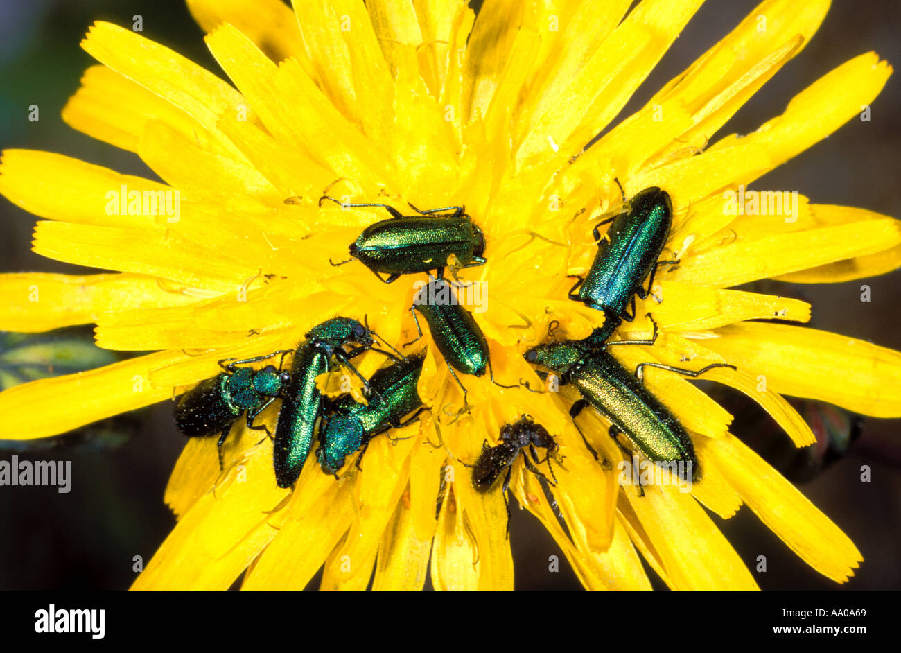 Los escarabajos verdes, la familia Oedemeridae. En flor Foto de stock