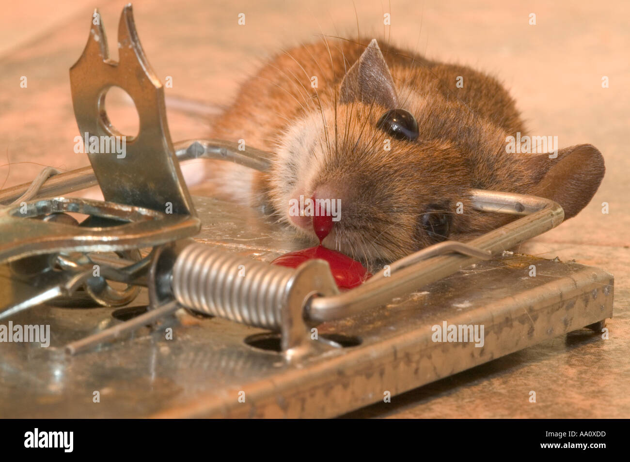 Un ratón atrapado en una trampa Fotografía de stock - Alamy