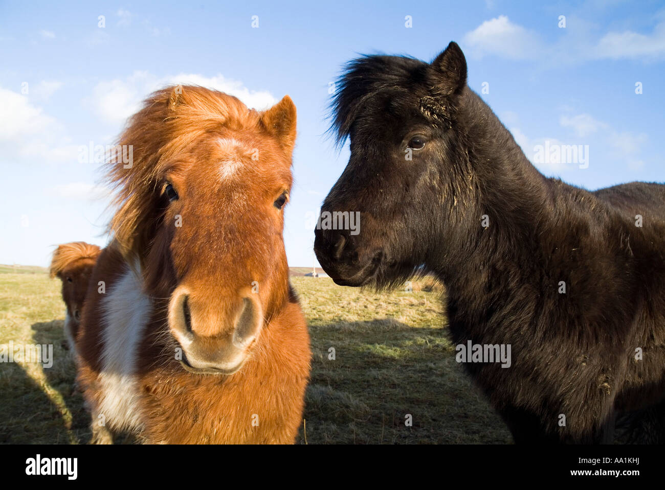 dh SHETLAND PONY Reino Unido Ponies Headshot purebred ganado dos animales Pareja Escocia Foto de stock