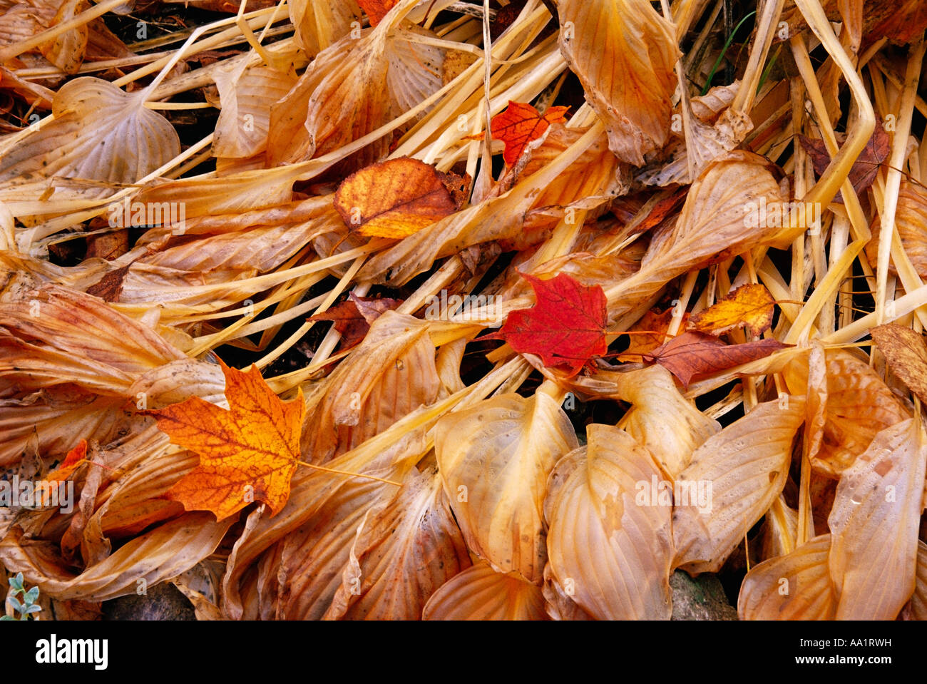 Hojas Secas De Colores Fotos e Imágenes de stock Alamy