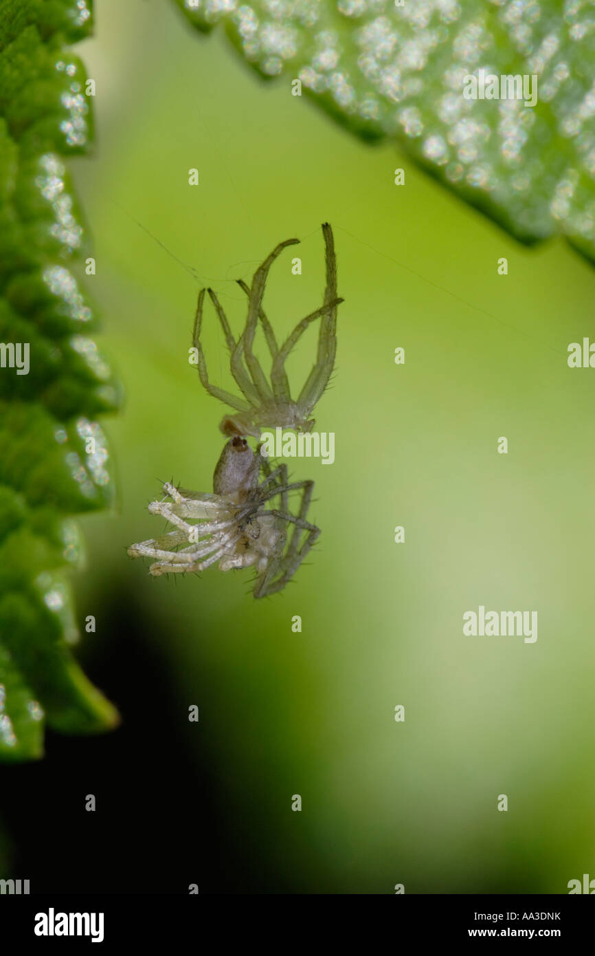 Araña derramando su piel (Philodromus cespitum) Foto de stock