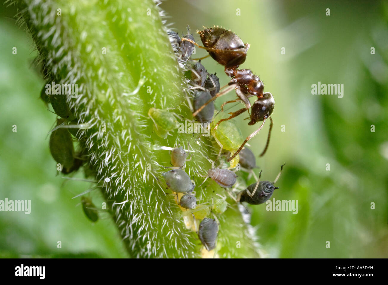 Los áfidos de ordeño hormigas (Lasius Níger, hormiga negra de jardín) Foto de stock