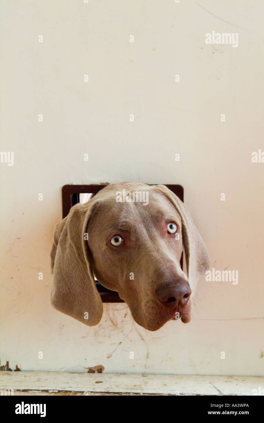 Un perro Weimaraner con su cabeza a través de la trampilla de gato en una puerta Foto de stock