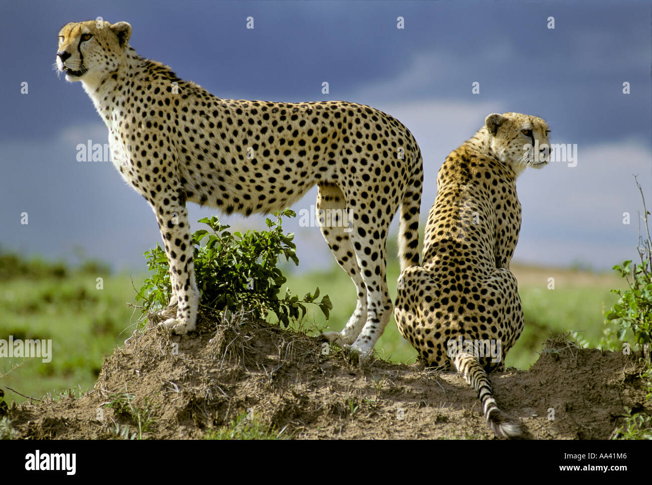 Dos guepardo (Acinonyx jubatus ) mirando desde detrás de una pequeña colina - Masai Mara, Kenya, Africa. Foto de stock