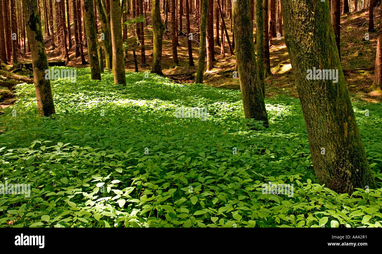 Forrest con hojas verdes de una fértil llanura, Pähl, Baviera, Alemania, BRD, Europa Foto de stock