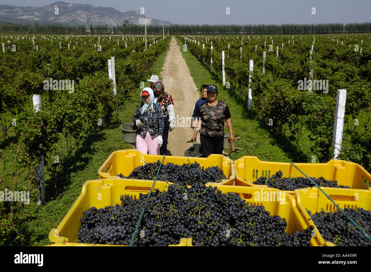 Los campesinos chinos recoger uvas en un viñedo en el condado de Changli, Hebei, China 28 Sep 2006 Foto de stock