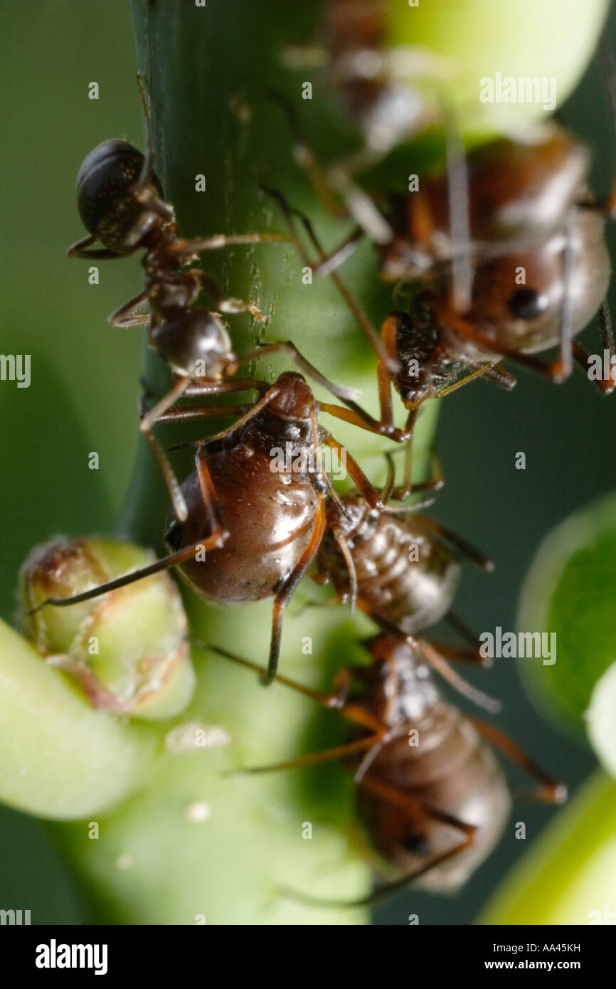 Los pulgones, siendo atendida por hormigas (Lasius Níger, hormiga negra de jardín, y Lachnus roboris) Foto de stock