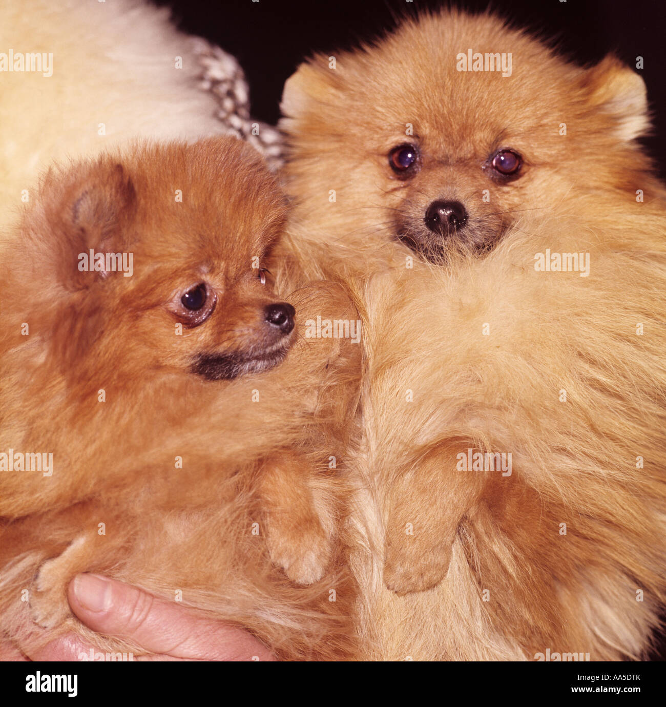Pomeranian dogs fotografías e imágenes de alta resolución - Alamy
